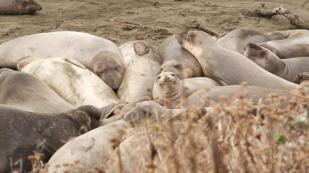 Funny lazy elephant seals on sandy pacific ocean beach in San Simeon, California, USA. Awkward fat mirounga earless sea lions with unusual proboscis roaring. Alpha male playful reproductive behavior.