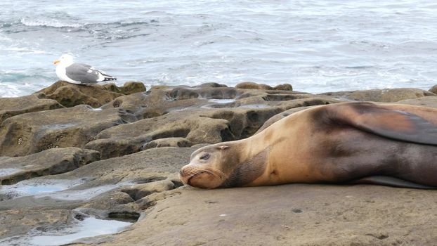 Sea lion on the rock in La Jolla. Wild eared seal resting near pacific ocean on stone. Funny wildlife animal lazing on the beach. Protected marine mammal in natural habitat, San Diego, California USA.