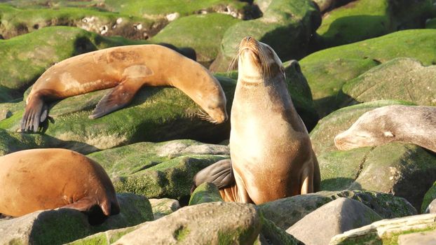 Sea lion on the rock in La Jolla. Wild eared seal resting near pacific ocean on stone. Funny wildlife animal lazing on the beach. Protected marine mammal in natural habitat, San Diego, California USA.