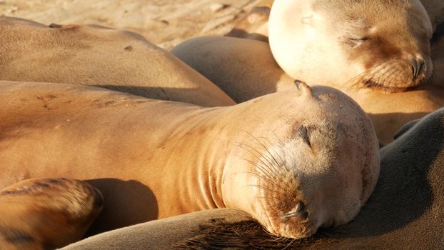 Sea lions on the rock in La Jolla. Wild eared seals resting near pacific ocean on stones. Funny lazy wildlife animal sleeping. Protected marine mammal in natural habitat, San Diego, California, USA.