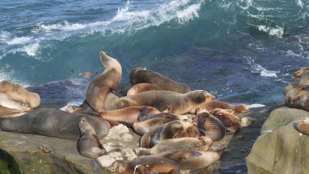 Sea lions on the rock in La Jolla. Wild eared seals resting near pacific ocean on stones. Funny lazy wildlife animal sleeping. Protected marine mammal in natural habitat, San Diego, California, USA.