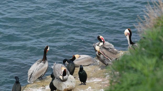 Brown pelicans with throat pouch and double-crested cormorants after fishing, rock in La Jolla Cove. Sea bird with large beak on cliff over pacific ocean in natural habitat, San Diego, California USA.