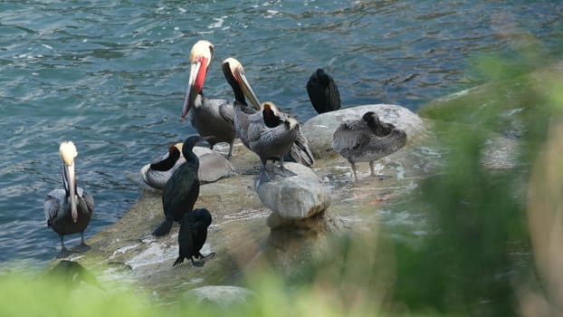 Brown pelicans with throat pouch and double-crested cormorants after fishing, rock in La Jolla Cove. Sea bird with large beak on cliff over pacific ocean in natural habitat, San Diego, California USA.