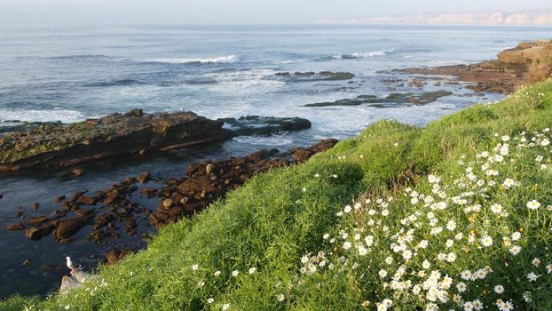 Simple white oxeye daisies in green grass over pacific ocean splashing waves. Wildflowers on the steep cliff. Tender marguerites in bloom near waters edge in La Jolla Cove San Diego, California USA.