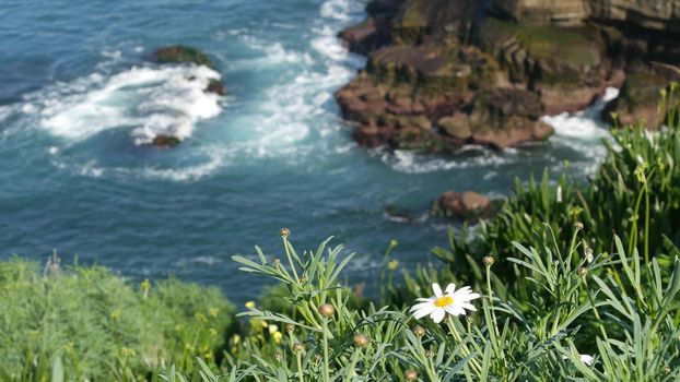 Simple white oxeye daisies in green grass over pacific ocean splashing waves. Wildflowers on the steep cliff. Tender marguerites in bloom near waters edge in La Jolla Cove San Diego, California USA.