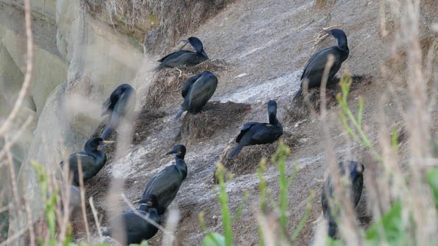 Double-crested cormorant after fishing on rock. Sea bird with hooked bill and blue eye nesting on steep cliff near pacific ocean. Waterbird in natural habitat, La Jolla Cove, San Diego, California USA