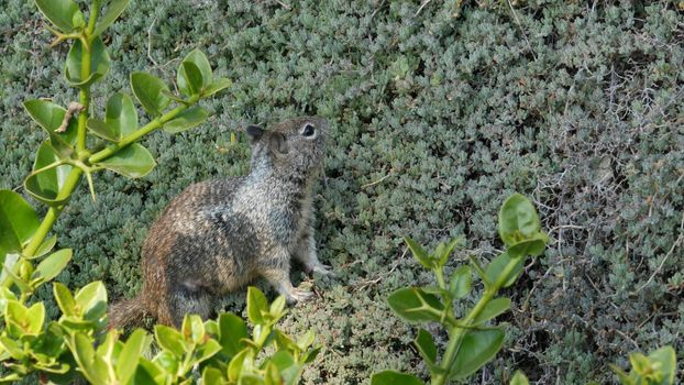 Beechey ground squirrel, common in California, Pacific coast, USA. Funny behavior of cute gray wild rodent. Small amusing animal in natural habitat. Pretty little endemic looking for food in America.