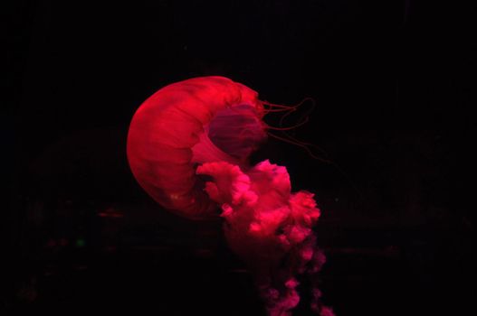 Swimming majestic jellyfish of bright red color on black background. Bright red jellyfish in darkness