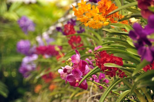 Multicolored flowers with green leaves, View of bright multicolored flowers growing in wild nature