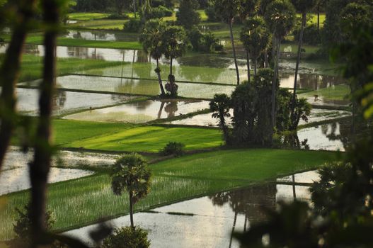 View of tropical water plantations with lush green vegetation, Cambodia. Rural oriental plantations with green grass