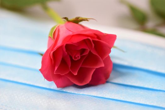 Pink rose on a surgical mask