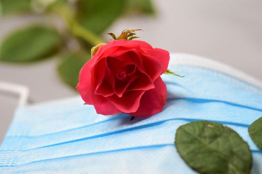 Pink rose on a surgical mask