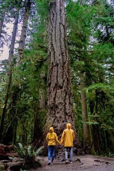 Vancouver Island, Canada, Cathedral Grove park Vancouver Island Canada forest with huge Douglas trees and people in a yellow rain jacket, raincoat. Vancouver Island, rainforest with huge woods