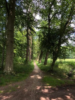 Forest in Natuurschoon Nietap in the province Drenthe, The Netherlands