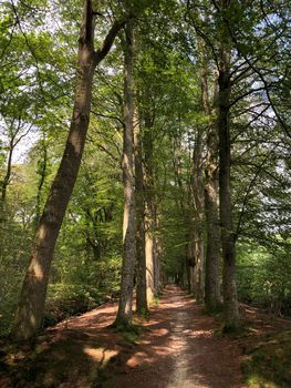 Forest in Natuurschoon Nietap in the province Drenthe, The Netherlands