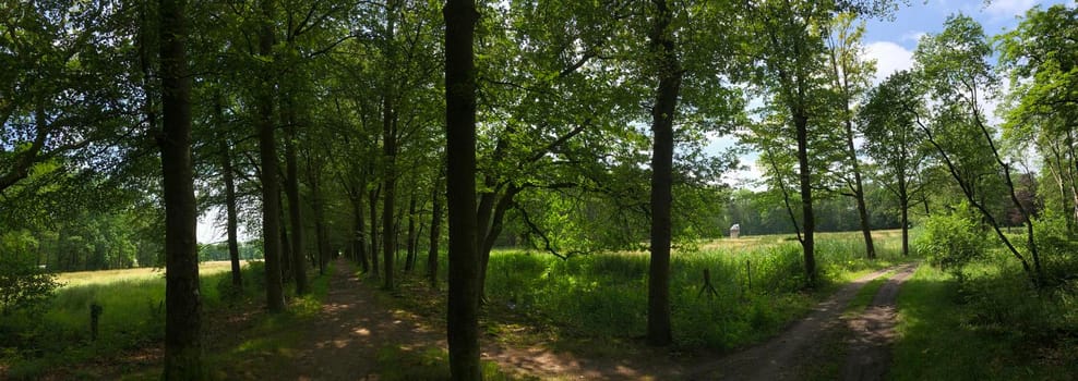 Panorama from the forest in Natuurschoon Nietap in the province Drenthe, The Netherlands