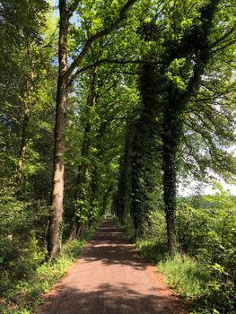 Road through the forest in Natuurschoon Nietap in the province Drenthe, The Netherlands