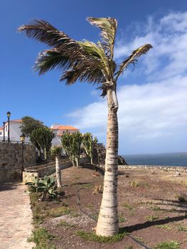 Palmtree in the wind at Agaete on the island Gran Canaria