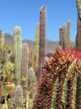 Cactus garden at the restaurant La Ganania in La Hoyilla, Gran Canaria