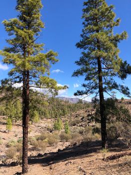 Fir trees around Las Ninas Reservoir on Gran Canaria