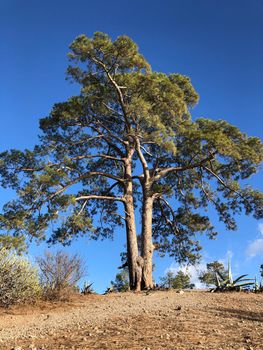 Casandra tree (legendary old tree ) at Las Ninas Reservoir on Gran Canaria