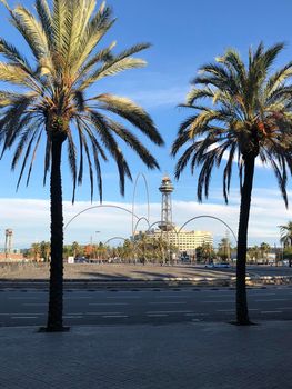 Palm trees at Plaza de les Drassanes roundabout in Barcelona Spain