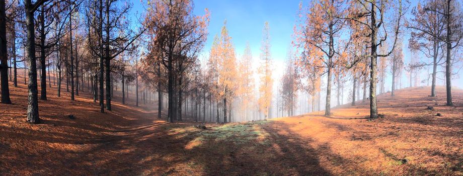 Misty Hiking path through burned forest on Gran Canaria