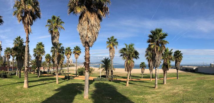 Palmtrees around Forum beach in Barcelona, Spain