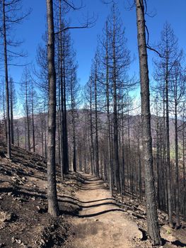 Hiking path through burned forest on Gran Canaria