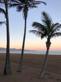 Three palmtrees during sunrise at Las Canteras beach in Las Palmas, Gran Canaria