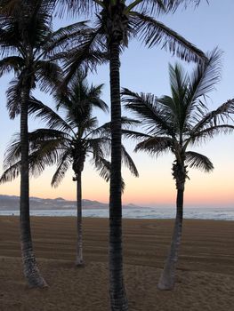 Four palmtrees during sunrise at Las Canteras beach in Las Palmas, Gran Canaria