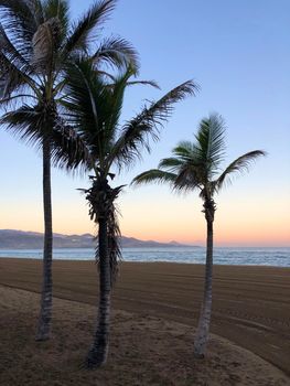 Three palmtrees during sunrise at Las Canteras beach in Las Palmas, Gran Canaria