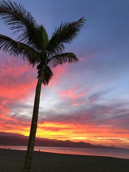 Sunset with palmtree at Las Canteras beach in Las Palmas, Gran Canaria