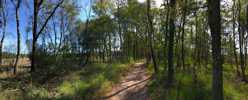 Panorama from a path through the Zwillbrocker Venn Wetland & grassland nature reserve in Germany