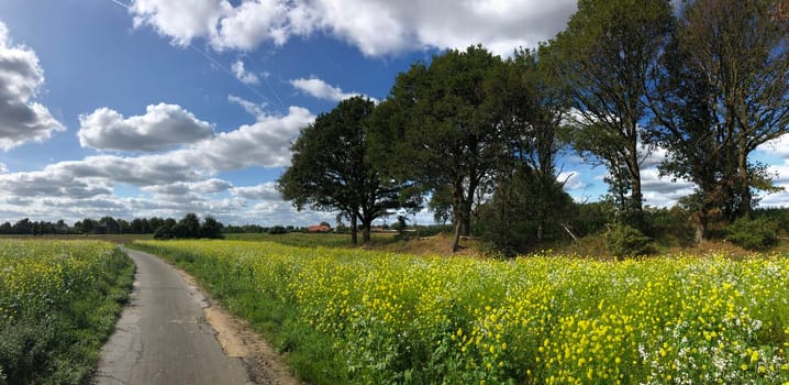 Path through a field of yellow flower in Munsterland, Germany