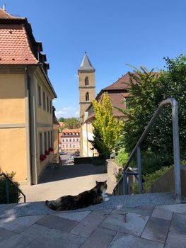 Cat around the church St. Maria und St. Theodor in Bamberg, Germany