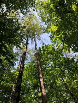 Forest around the Altenburg Castle in Bamberg Germany