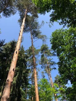 Forest around the Altenburg Castle in Bamberg Germany