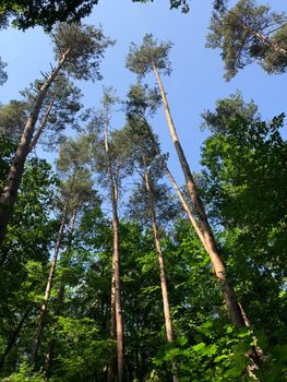 Forest around the Altenburg Castle in Bamberg Germany