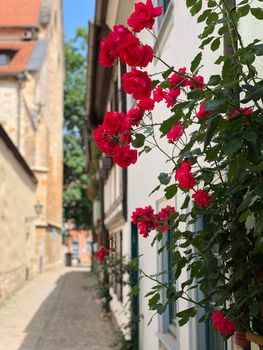 Roses in the old town of Erfurt Germany