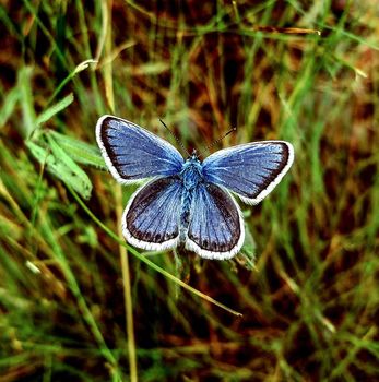 Blueberry Icarus butterfly (Polyommatus icarus) on a background of green grass.