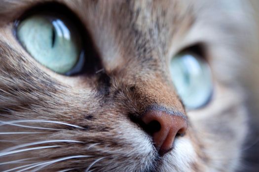 Beautiful wet pink nose of a cat named Crimea.