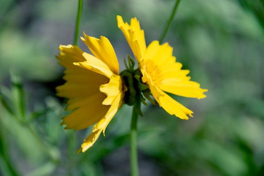 Coreopsis lanceolate has thrown two flowers on one stem against the background of summer greenery.