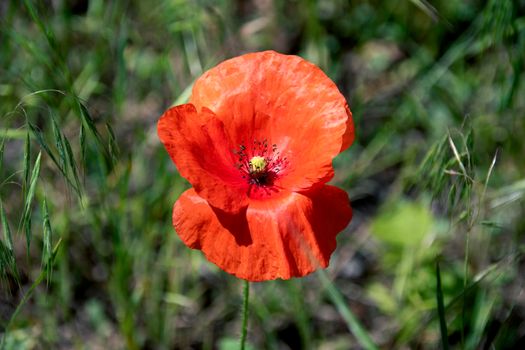 Red poppy flower on a background of spring greenery.