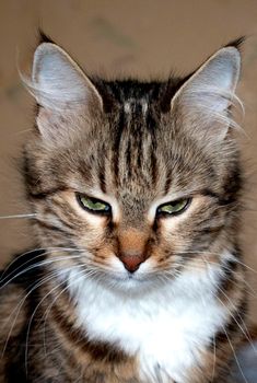 A beautiful jungle cat with green eyes named Crimea.