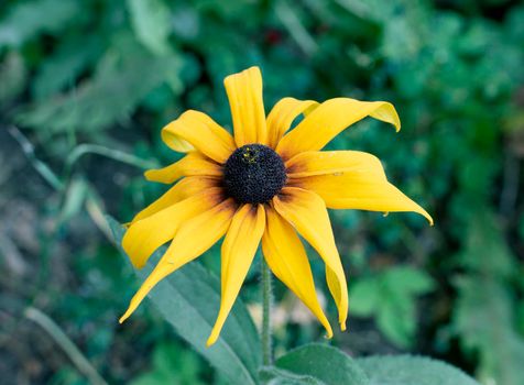 Yellow rudbeckia flower on a background of summer greenery.