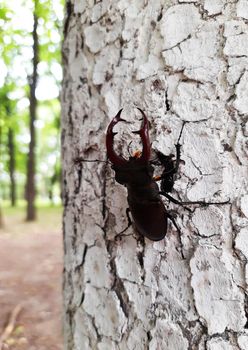 Stag-beetle (Latin Lucanus cervus) is a large beetle from the genus Lucanus in the stag family against the background of a birch trunk.