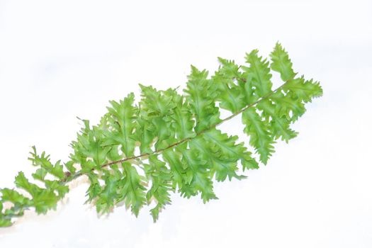 macro closeup curly young green leaf of Nephrolepis fern evergreen species isolated on white