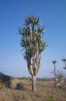 Tree at praia de santiago in Angola