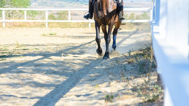 Horse running on the paddock on the farm, close-up